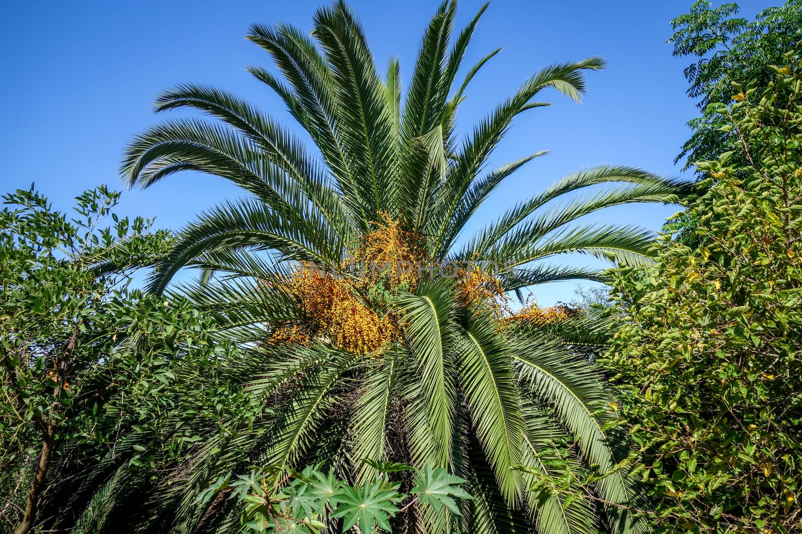 Palm tree in a tropical forest. Exotic landscape background