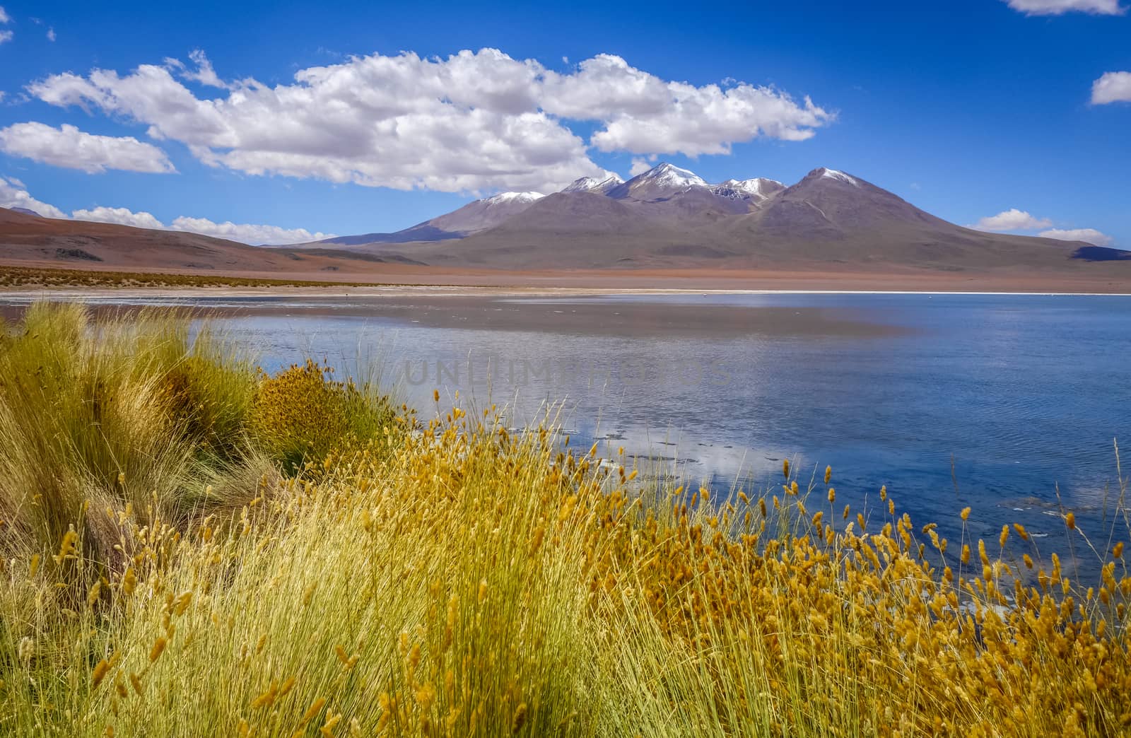 Altiplano laguna in sud Lipez reserva, Bolivia by daboost