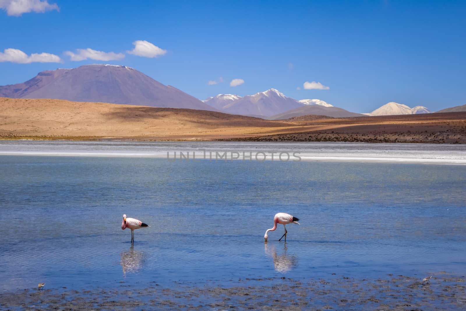 Pink flamingos in altiplano laguna, sud Lipez reserva Eduardo Avaroa, Bolivia