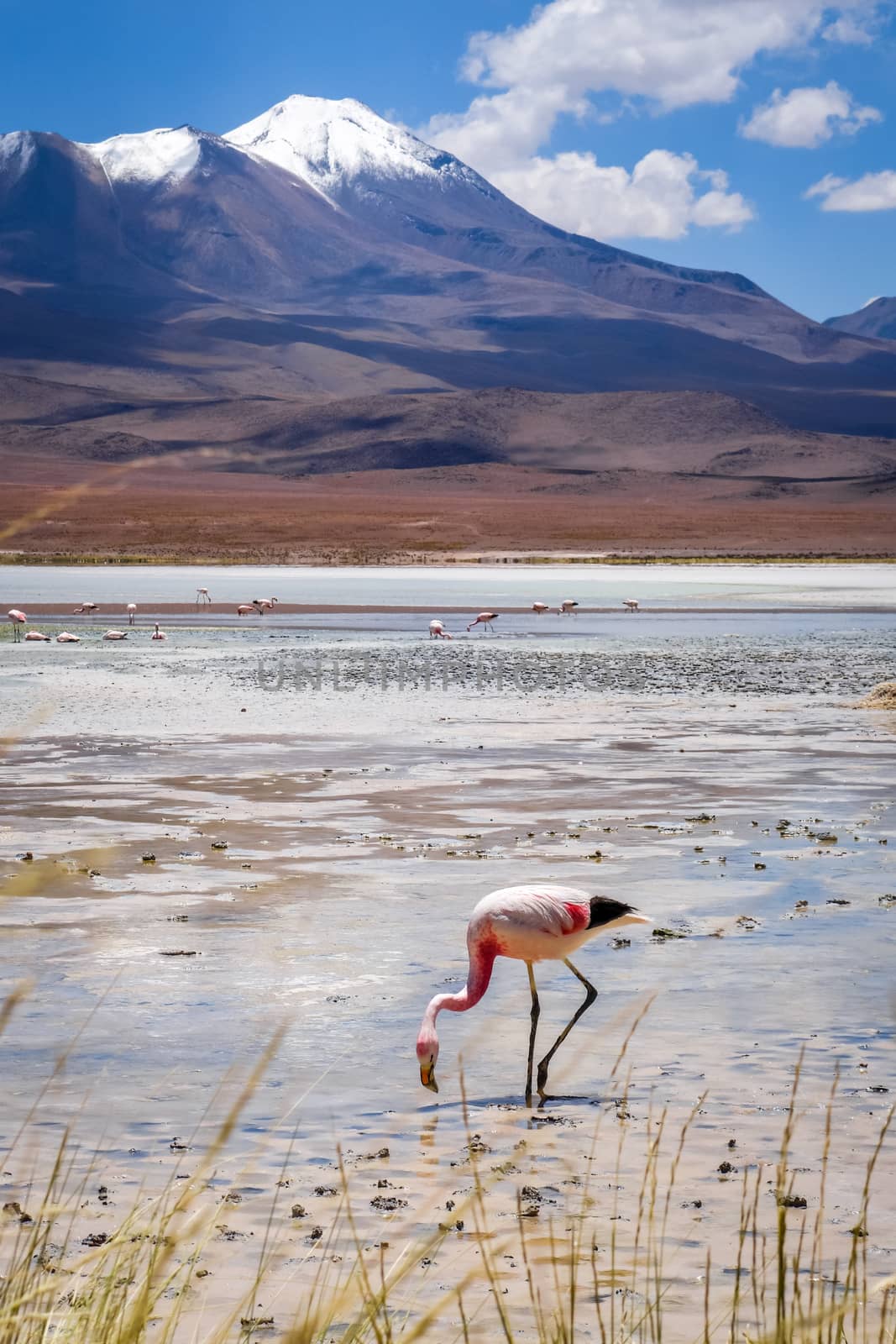 Pink flamingos in laguna Honda, sud Lipez altiplano reserva, Bol by daboost