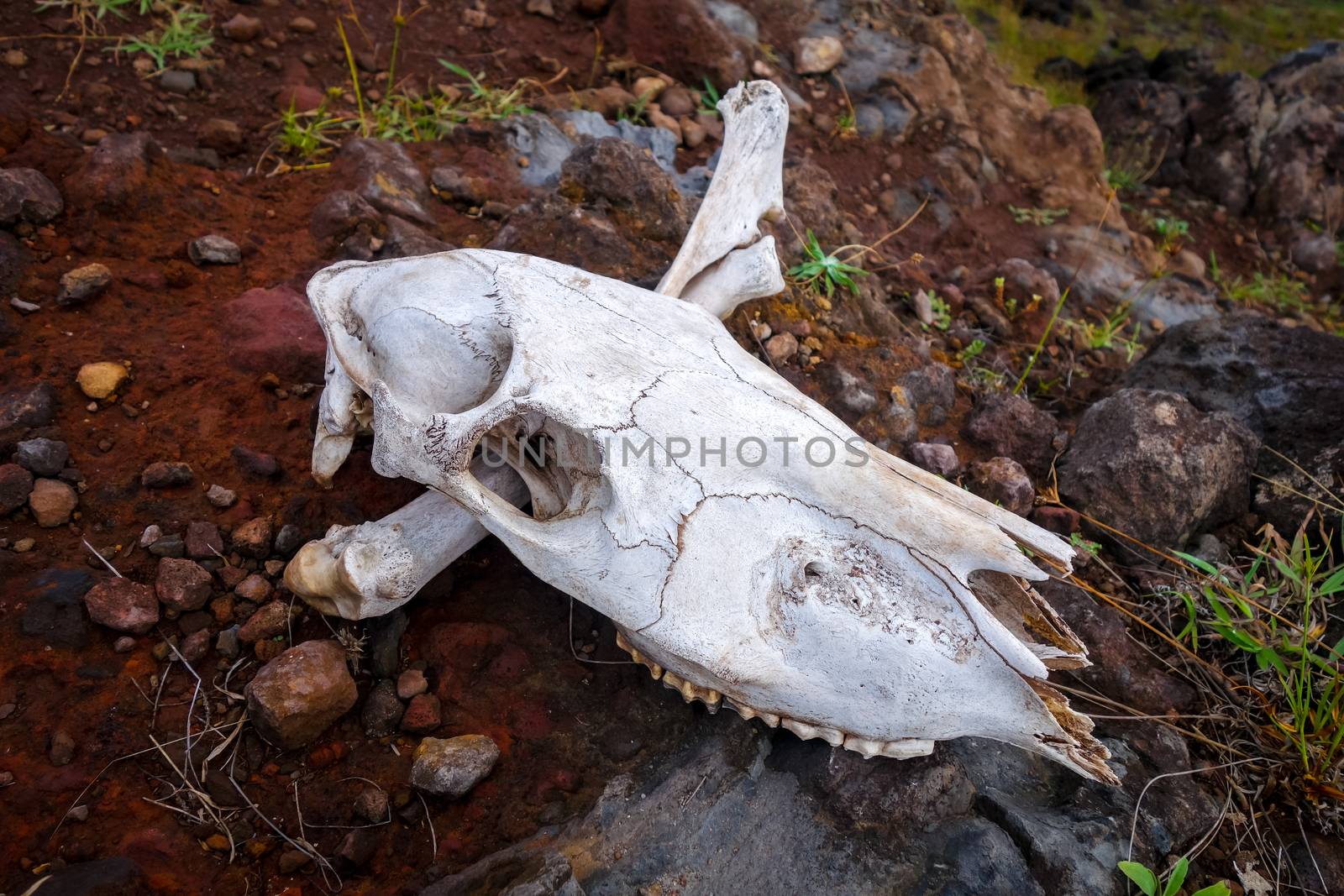 Horse skull and bones on easter island