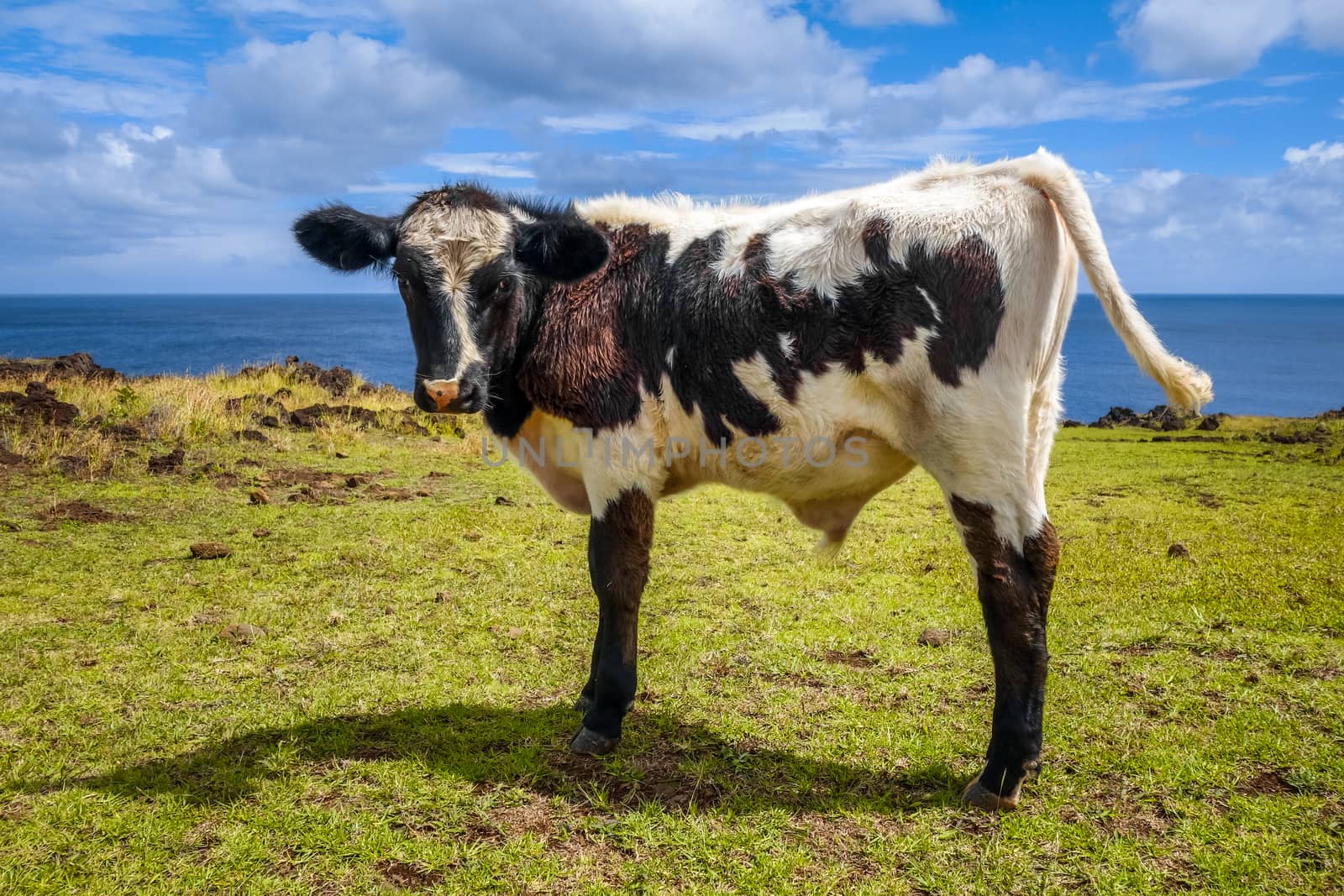 Veal on easter island cliffs, pacific ocean, Chile