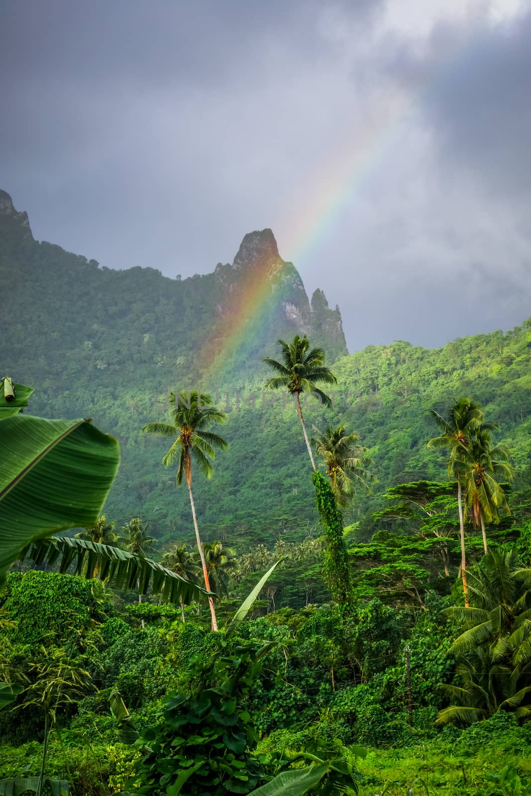 Rainbow on Moorea island jungle and mountains landscape by daboost