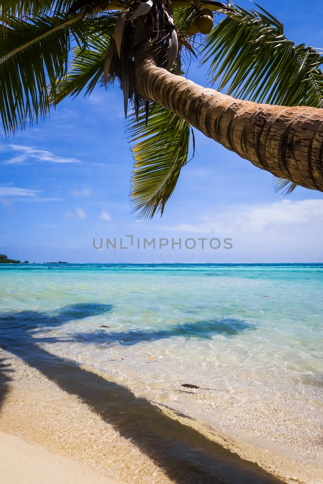 Paradise tropical beach and lagoon in Moorea Island by daboost