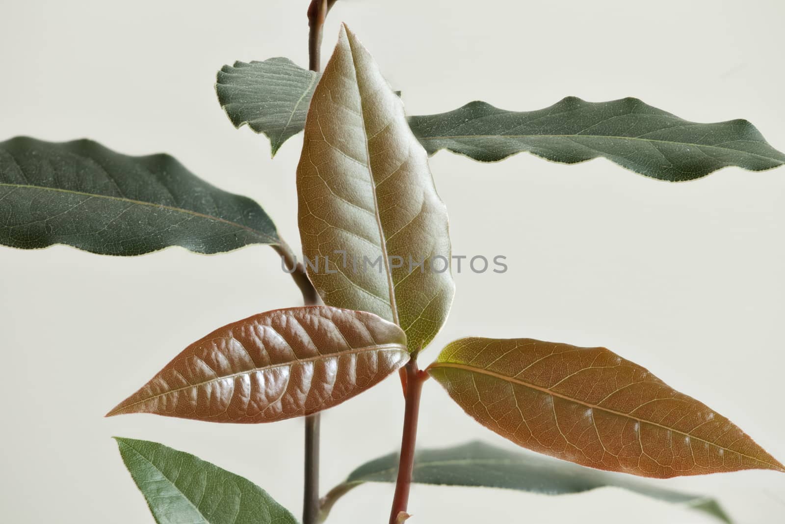 Laurel tree seedling white background macro shot