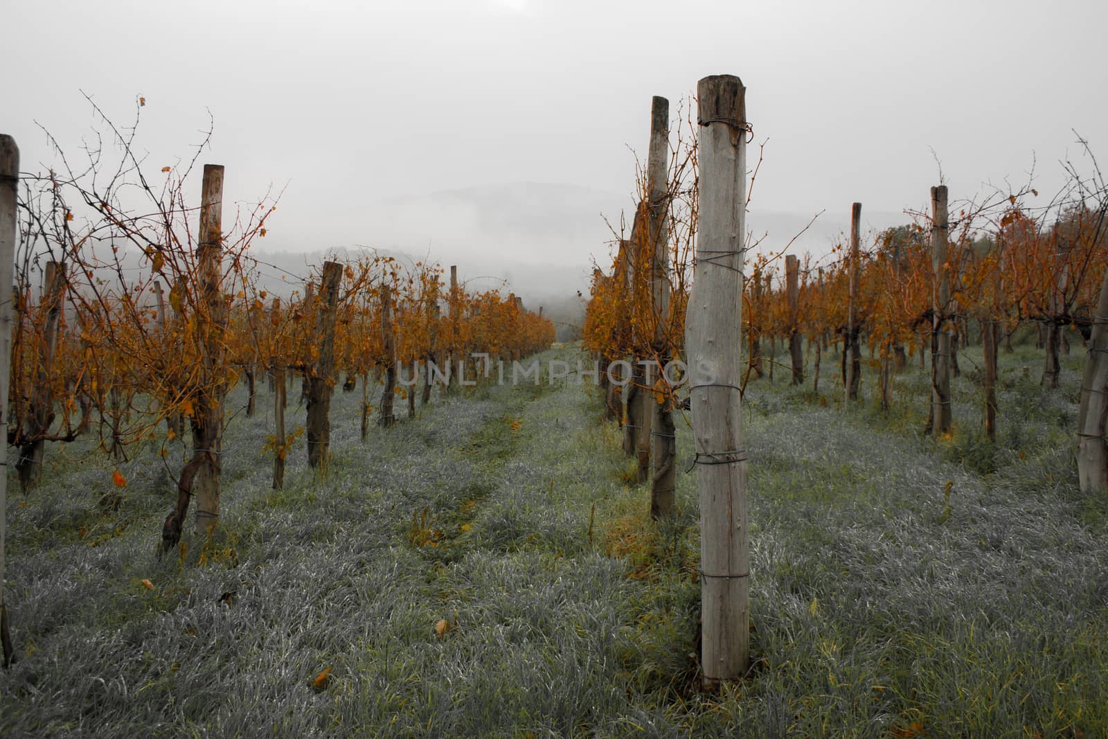 Autumn vineyard in Slovenia by rainfallsup