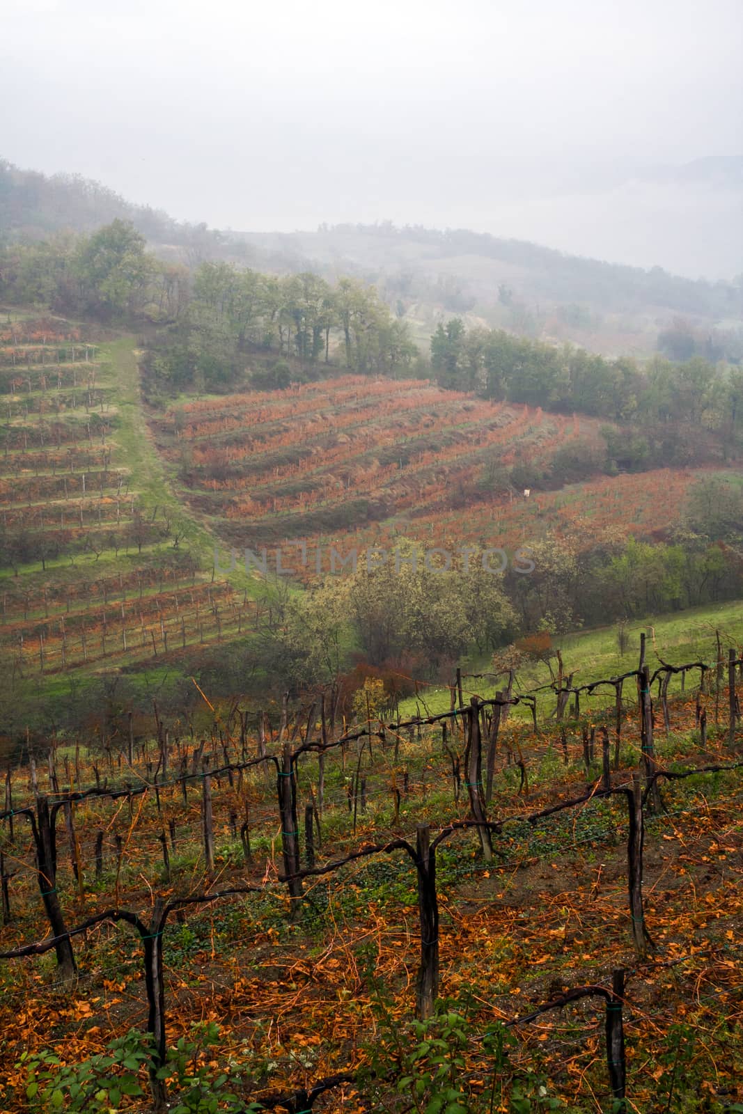 Autumn mist in Alpine vineyard by rainfallsup