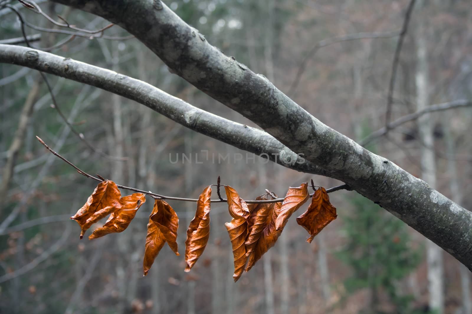 Last autumn leaves on the branch