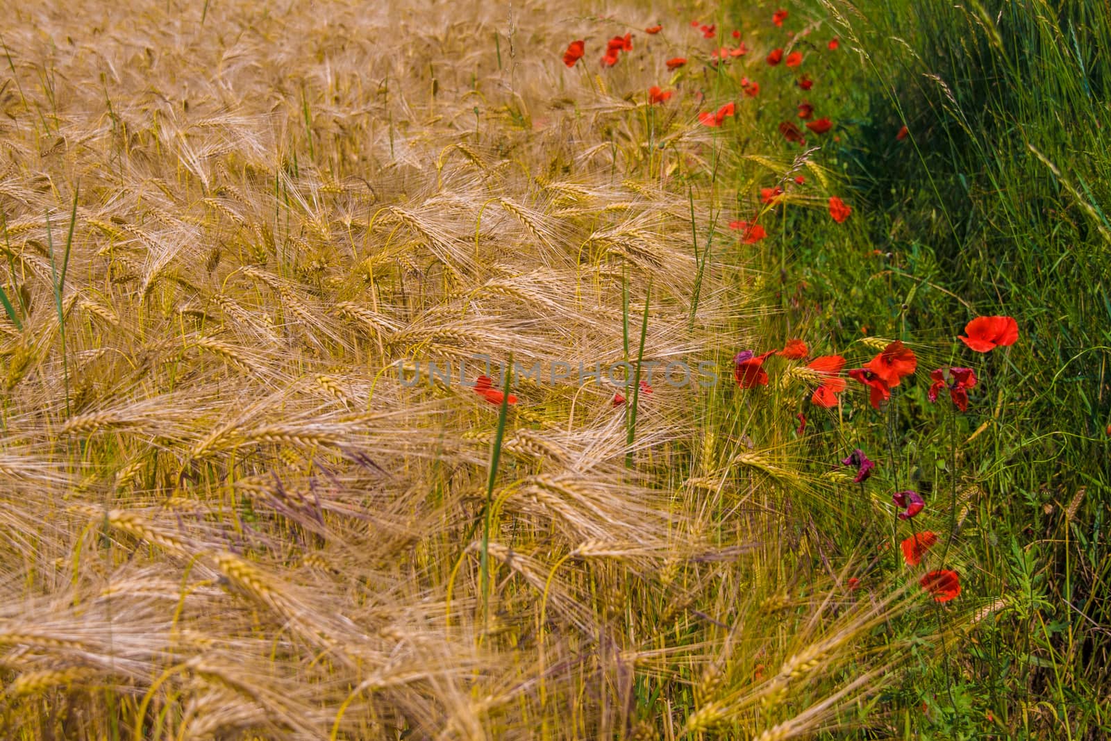 Poppies in rye field by rainfallsup