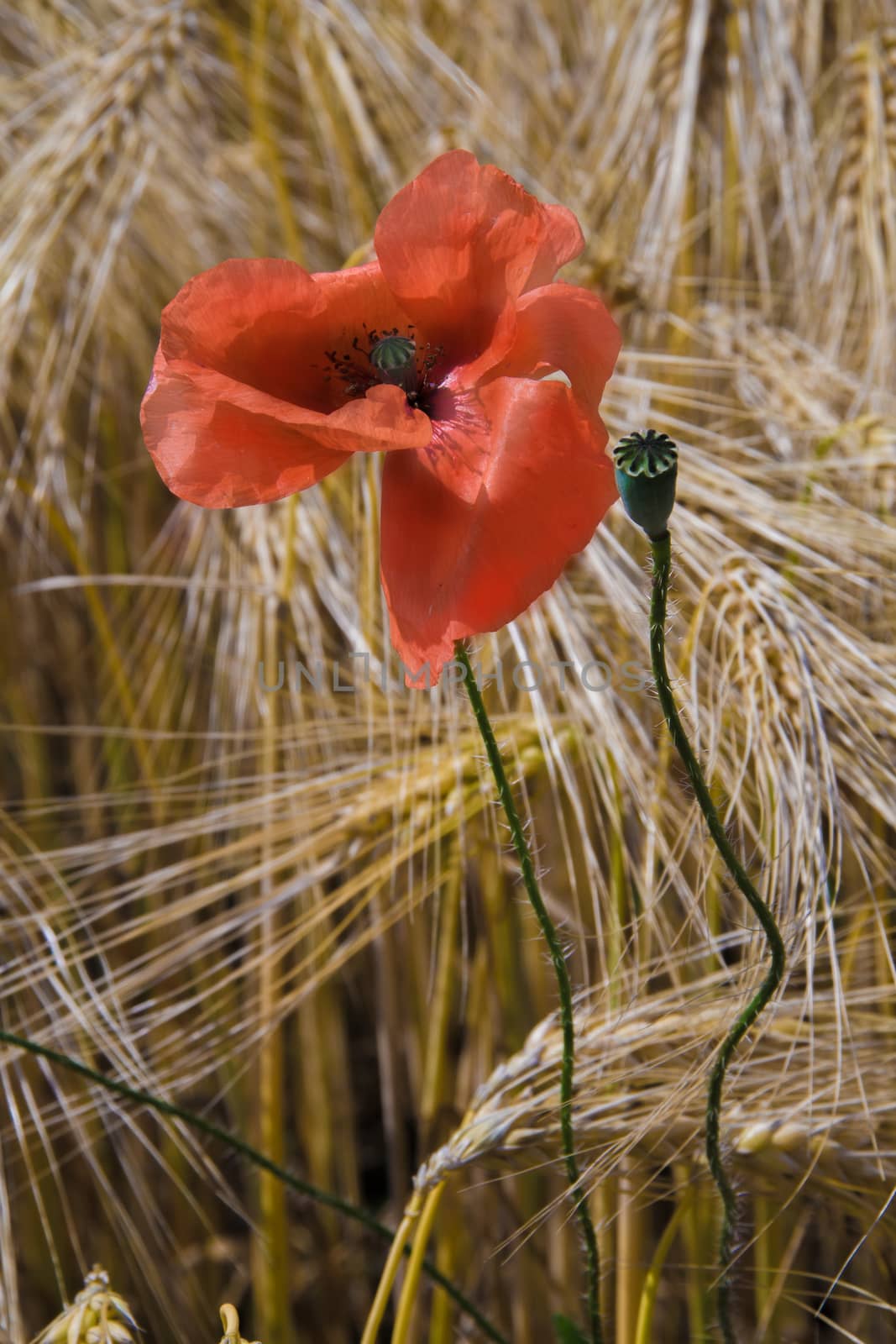 Poppy in rye field by rainfallsup