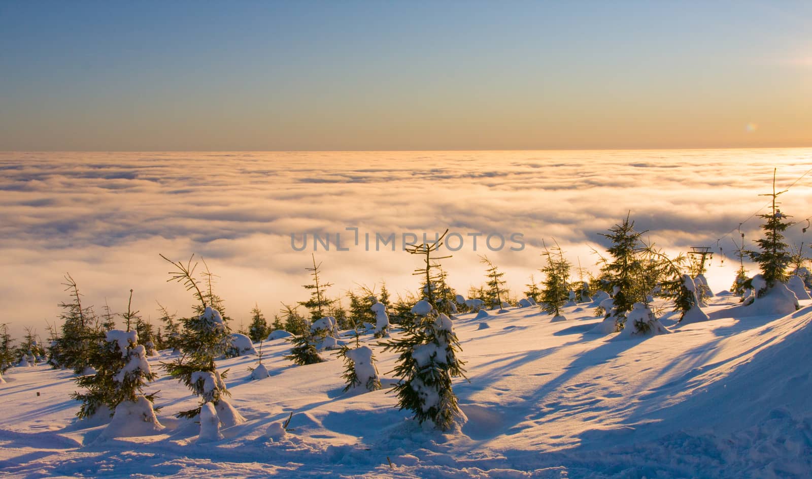 Fir trees above the clouds by rainfallsup