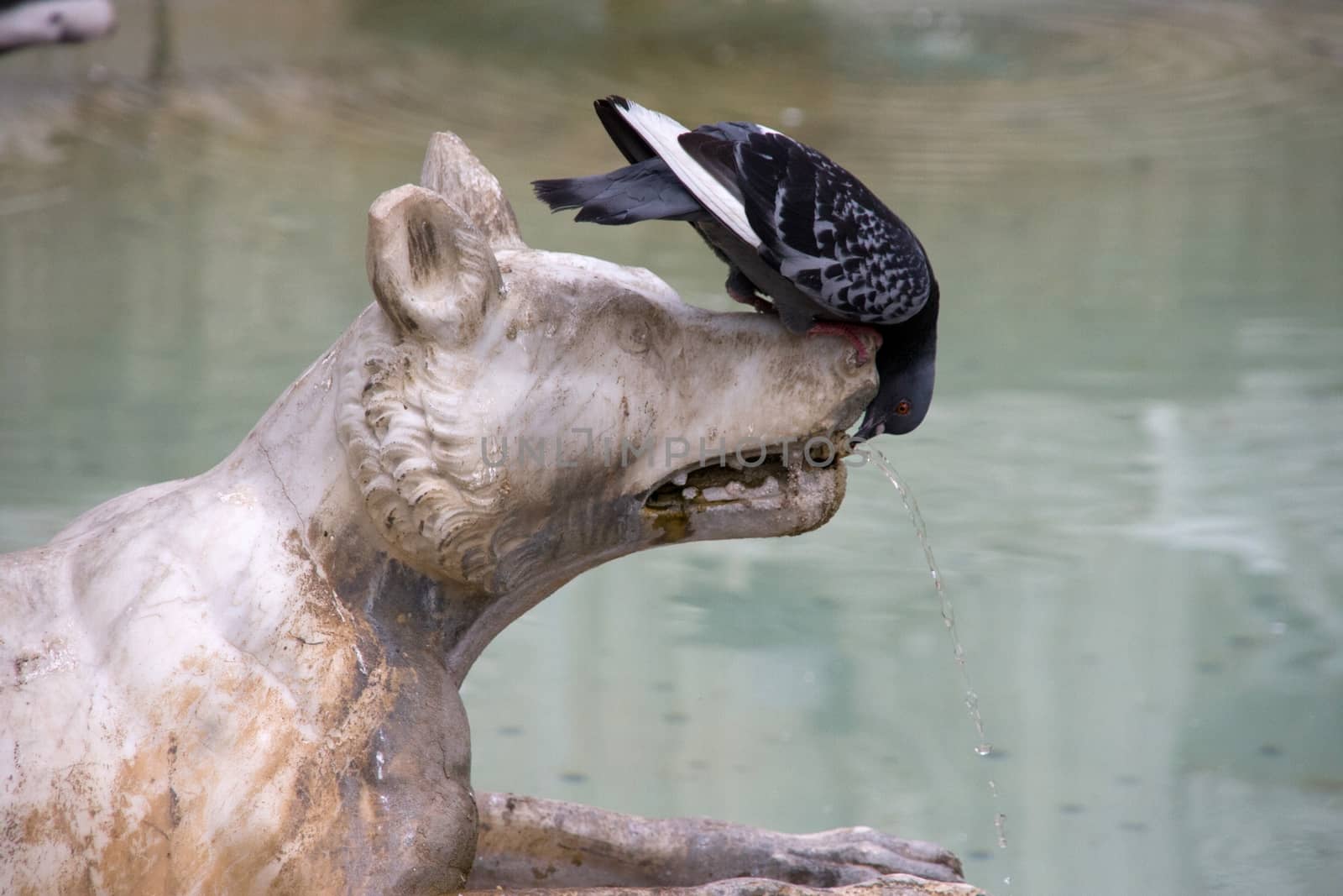 pigeon drinks water from dogs statue