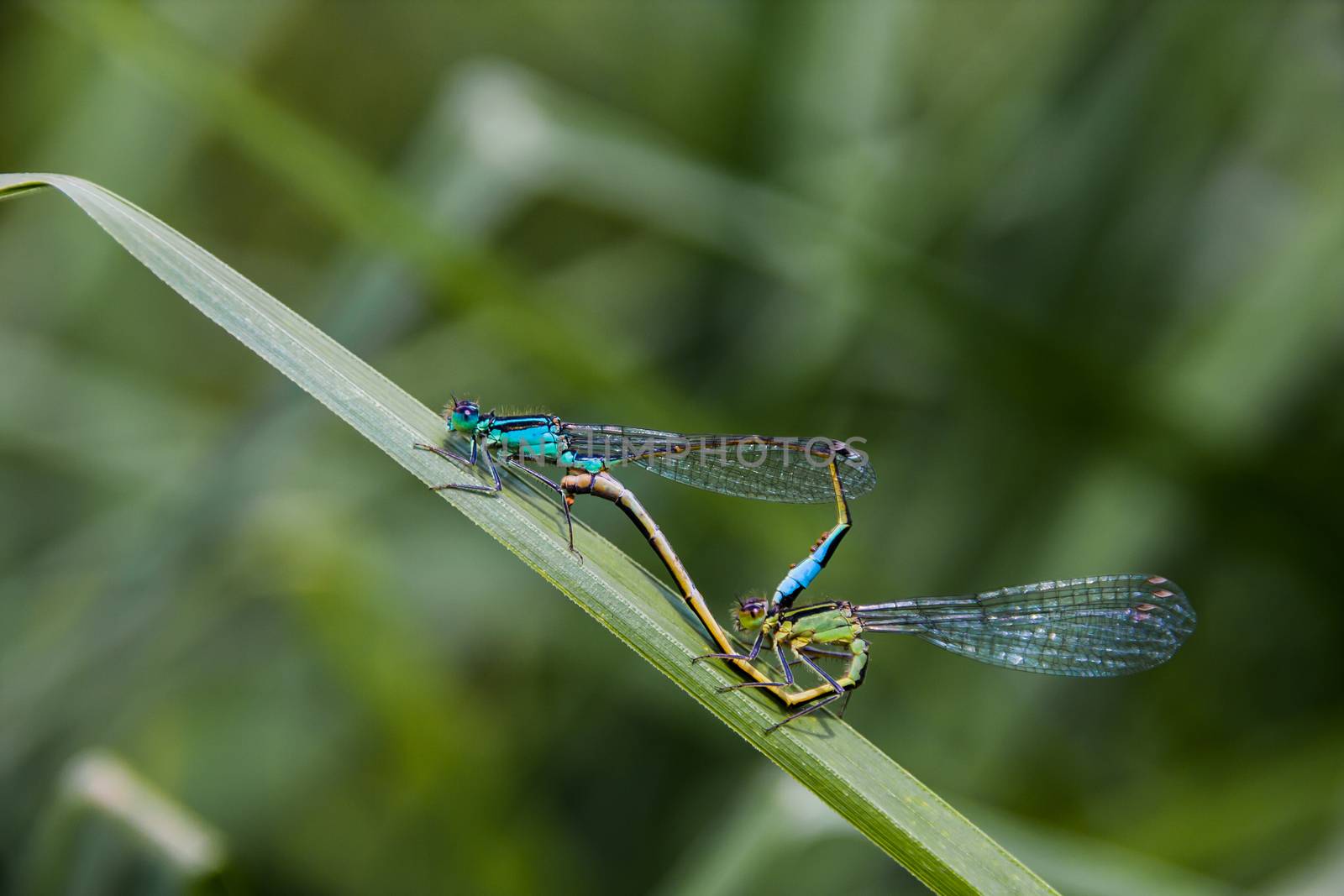 Two Dragonfly sex