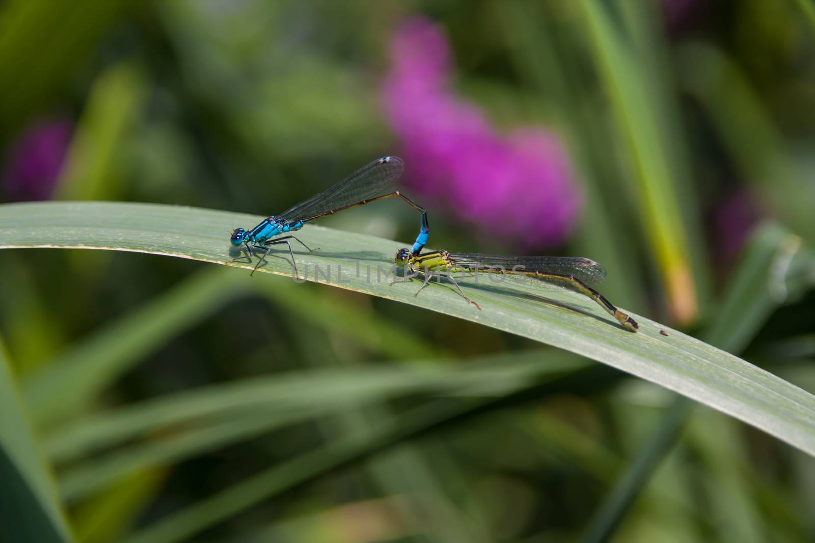 Two Dragonfly sex by rainfallsup