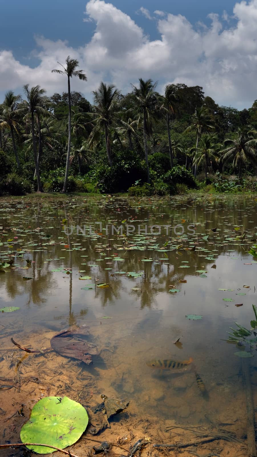 fishes in the tropical pond with the palsm and sky in the background by rainfallsup