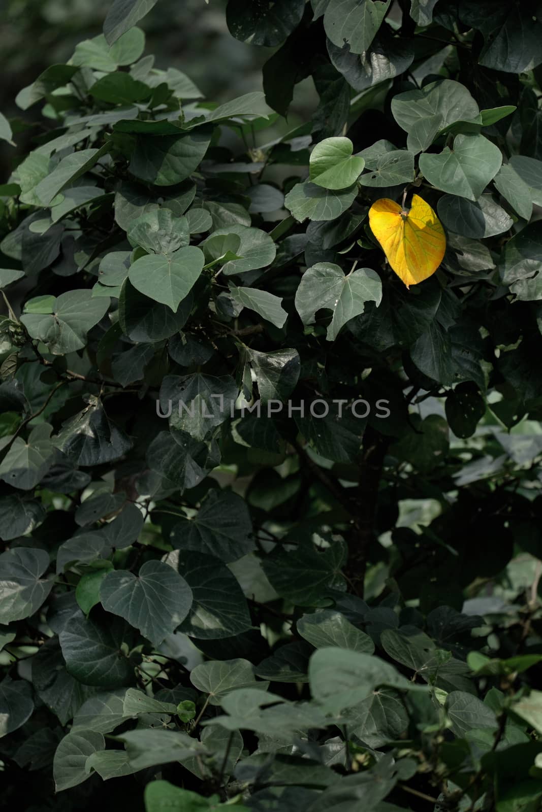 Single yellow leave on the green tree by rainfallsup