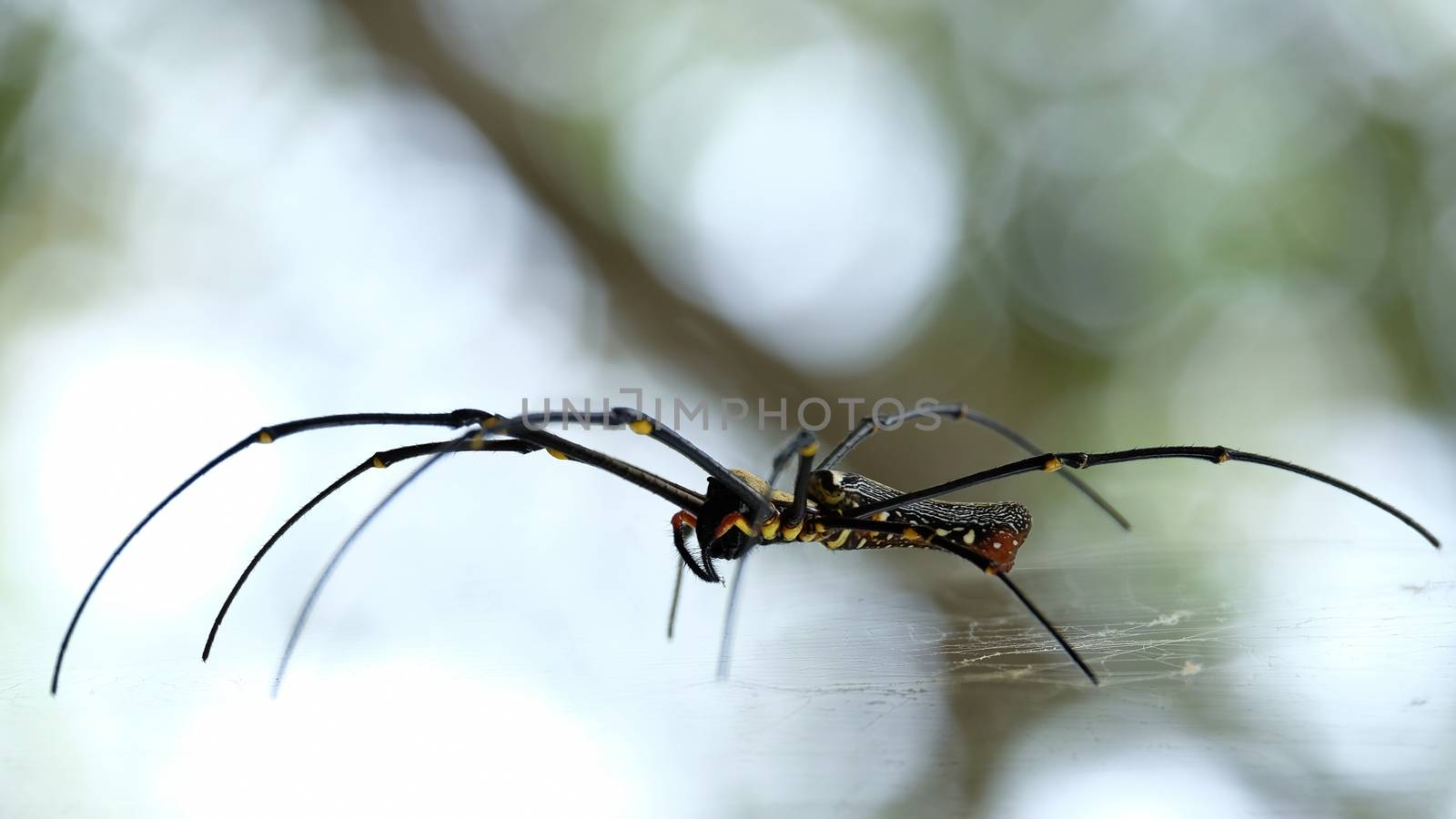 Golden web spider. Giant golden orb weaver. Nephila pilipes