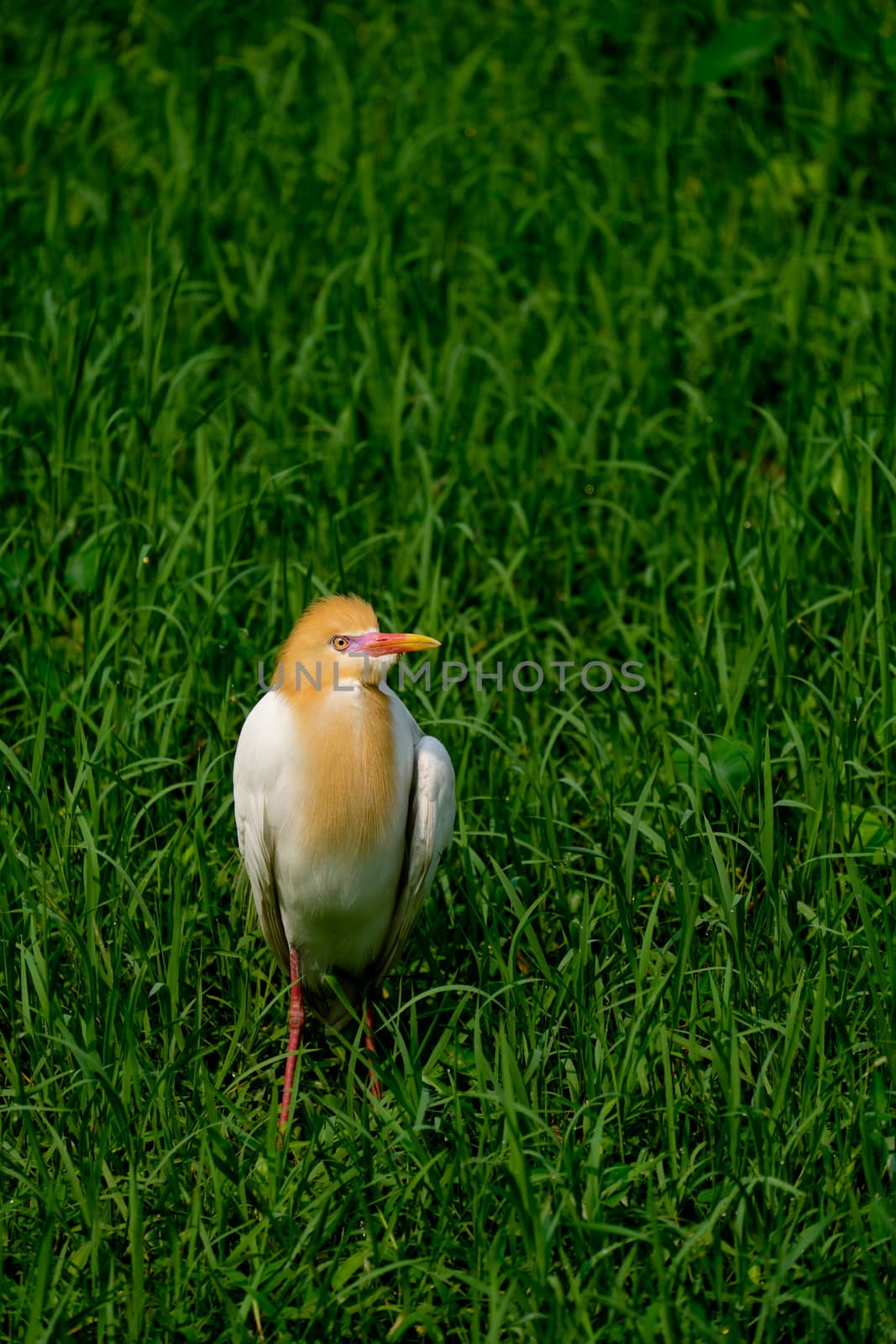 Cattle Egret in green grass by rainfallsup