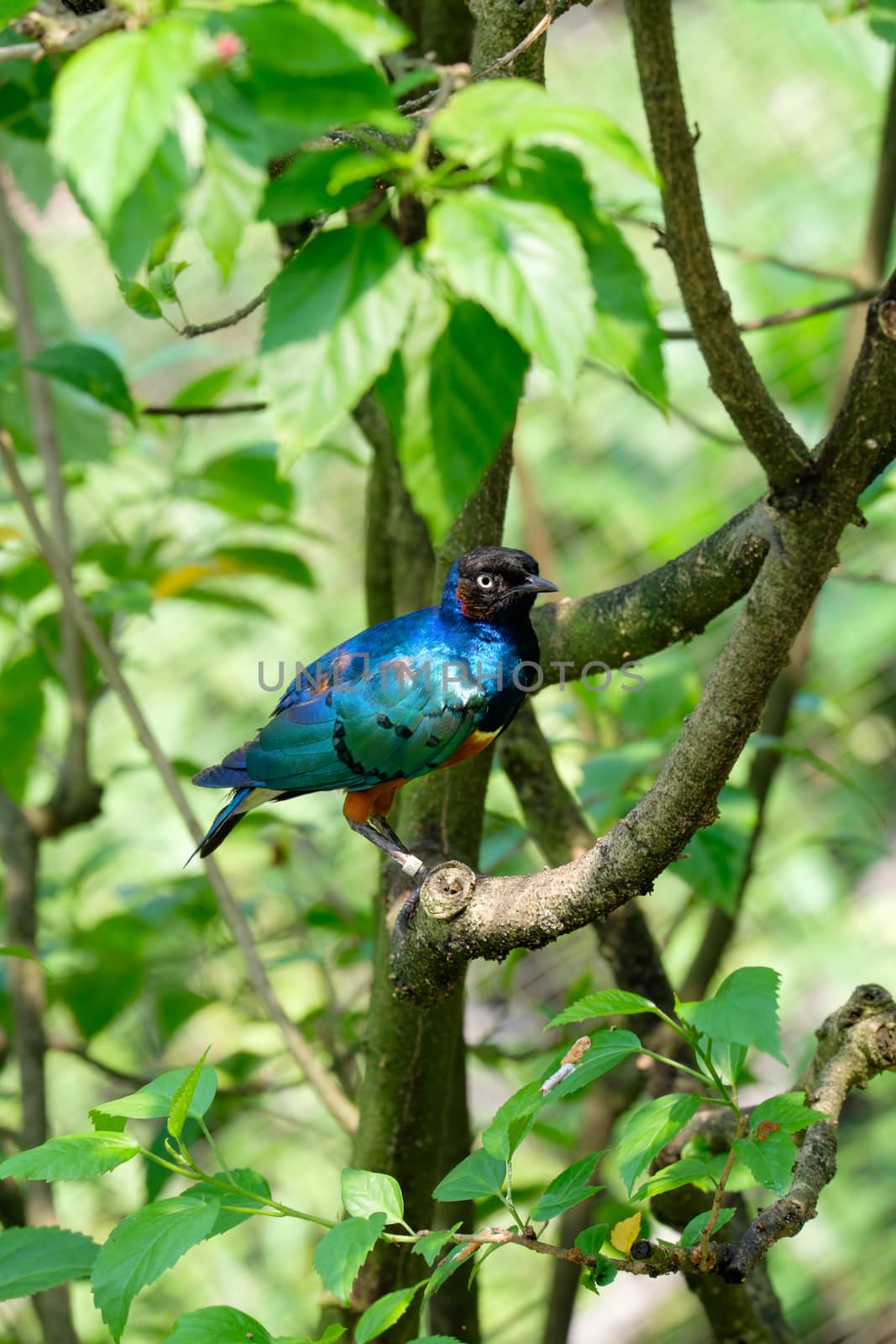 Lamprotornis superbus sitting  on the tree branch