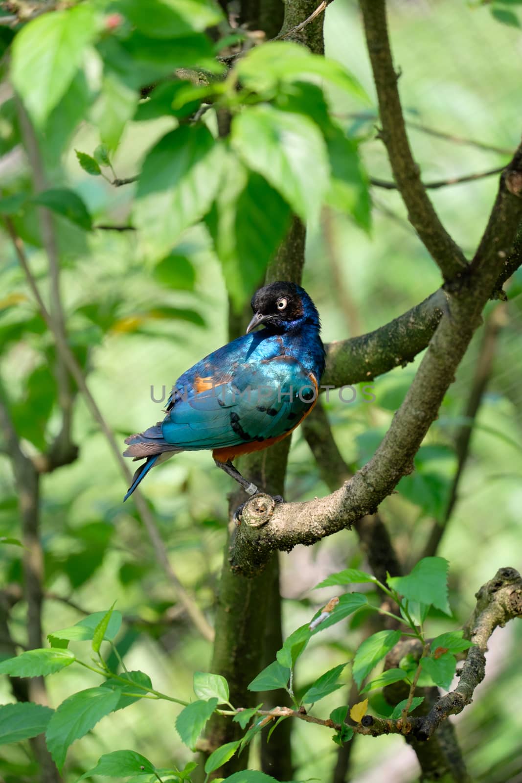 Lamprotornis superbus sitting  on the tree branch by rainfallsup