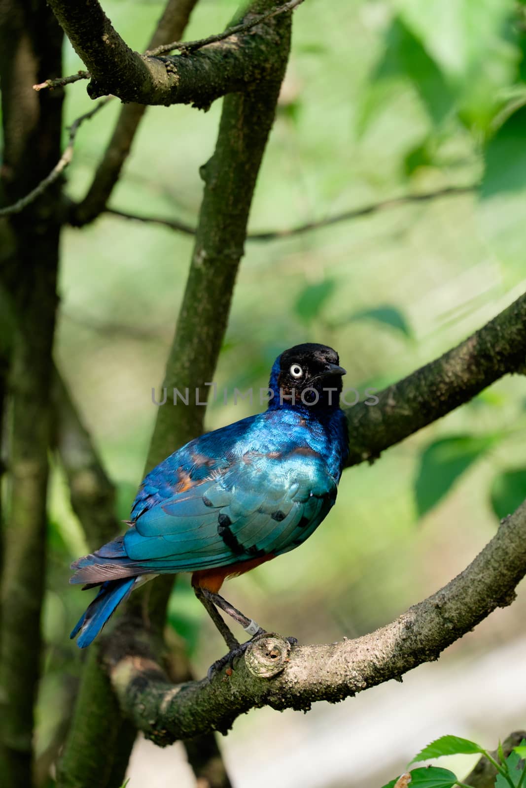 Lamprotornis superbus sitting  on the tree branch by rainfallsup