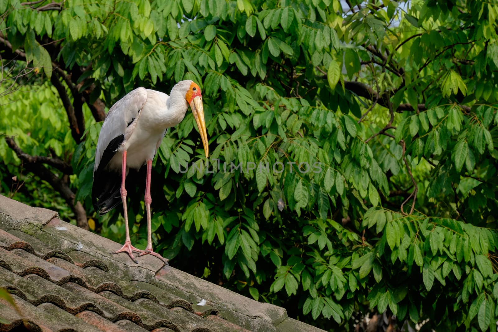 Yellow-billed storke on the roof by rainfallsup