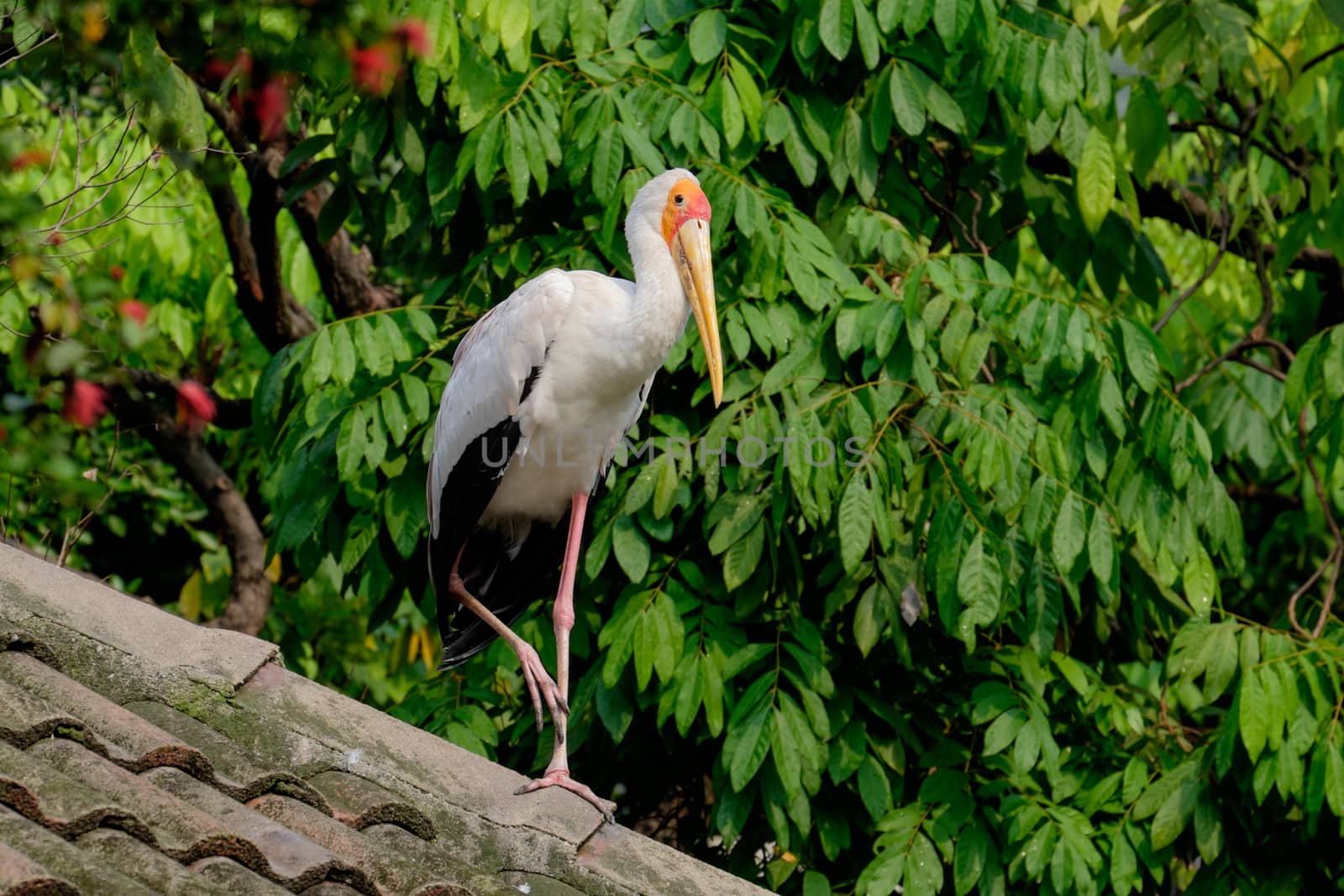 Yellow-billed storke on the roof