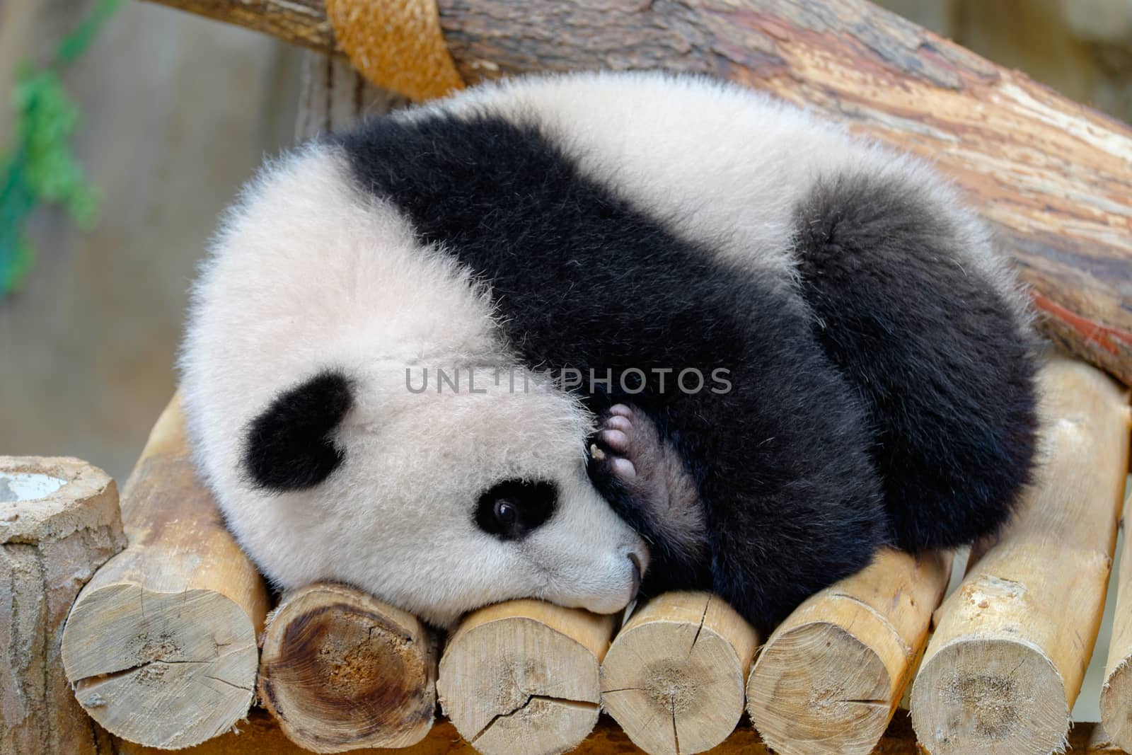 Baby panda hugs his leg