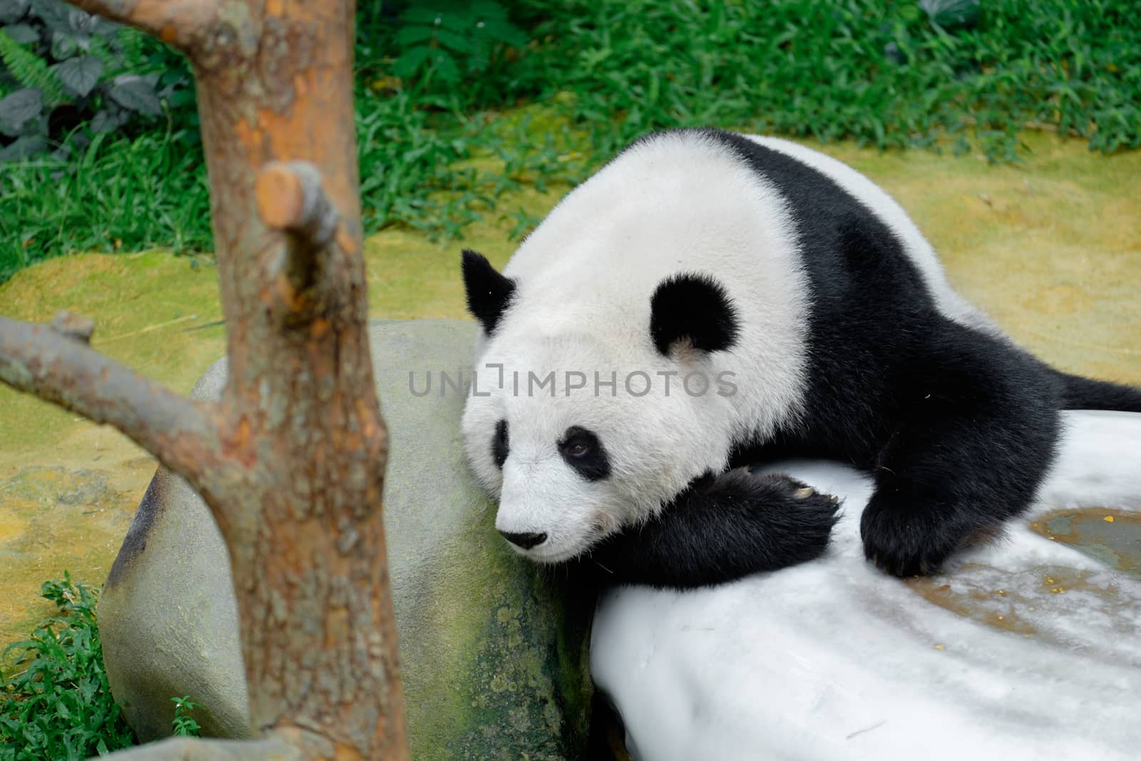 Panda resting on the white stone by rainfallsup