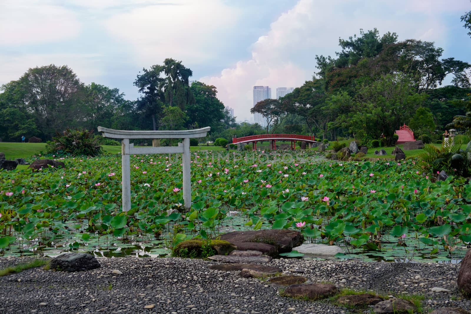Pond of lotuses in japanese garden. Singapore by rainfallsup
