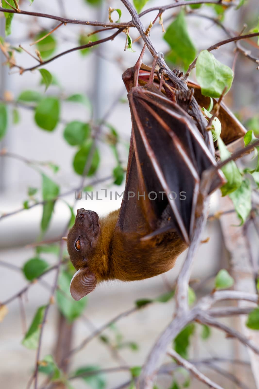 The Lesser short-nosed fruit bat (Cynopterus brachyotis). In the leaves during the daylight