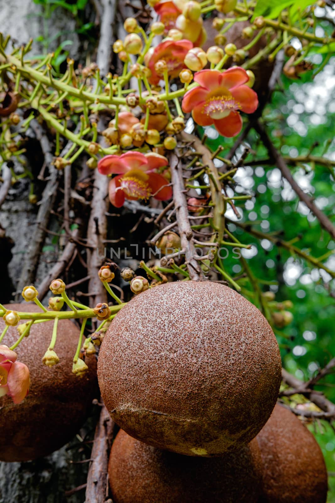 Couroupita guianensis - Cannonball tree flowers by rainfallsup