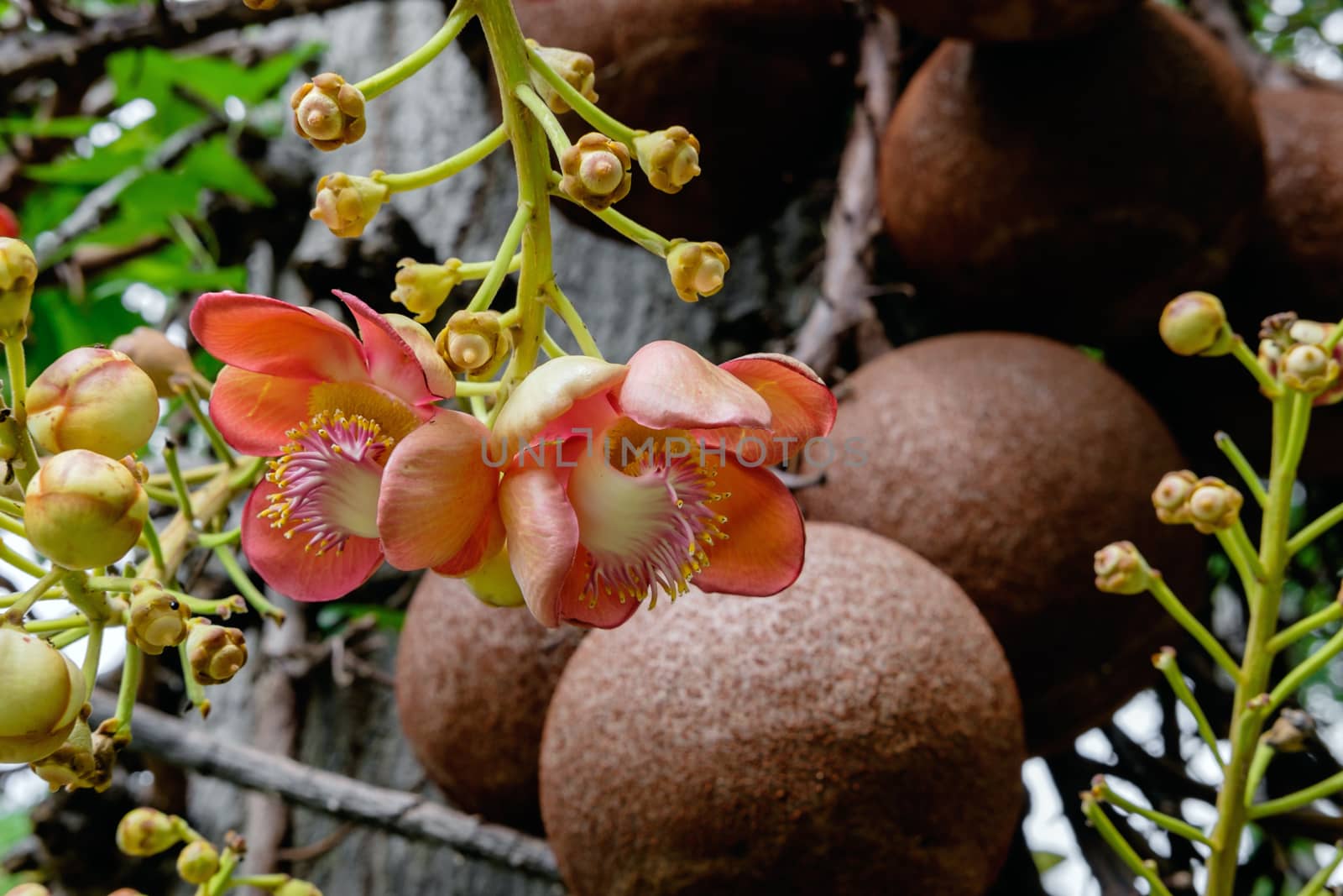 Couroupita guianensis - Cannonball tree flowers