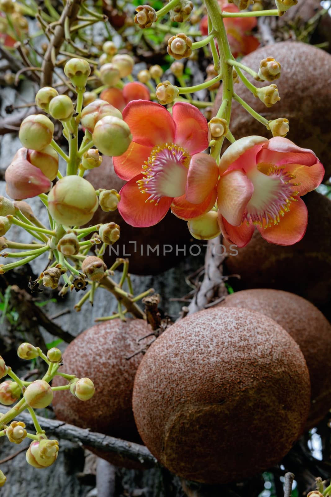 Couroupita guianensis - Cannonball tree flowers by rainfallsup