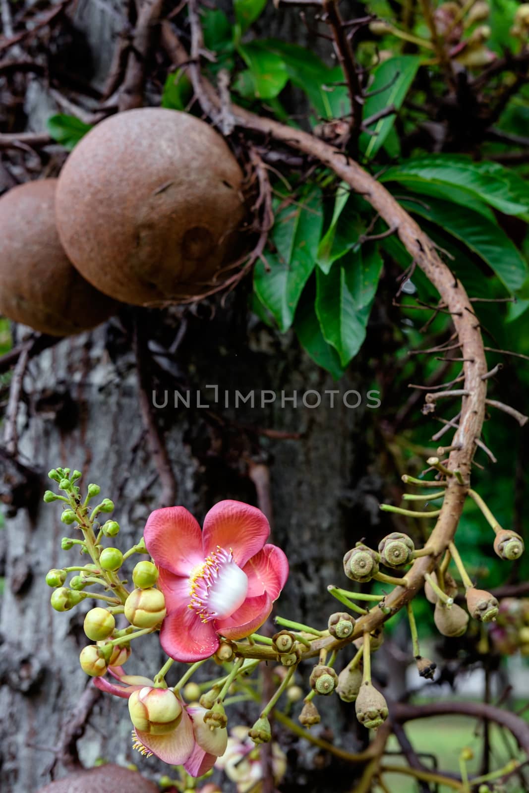 Couroupita guianensis - Cannonball tree flowers