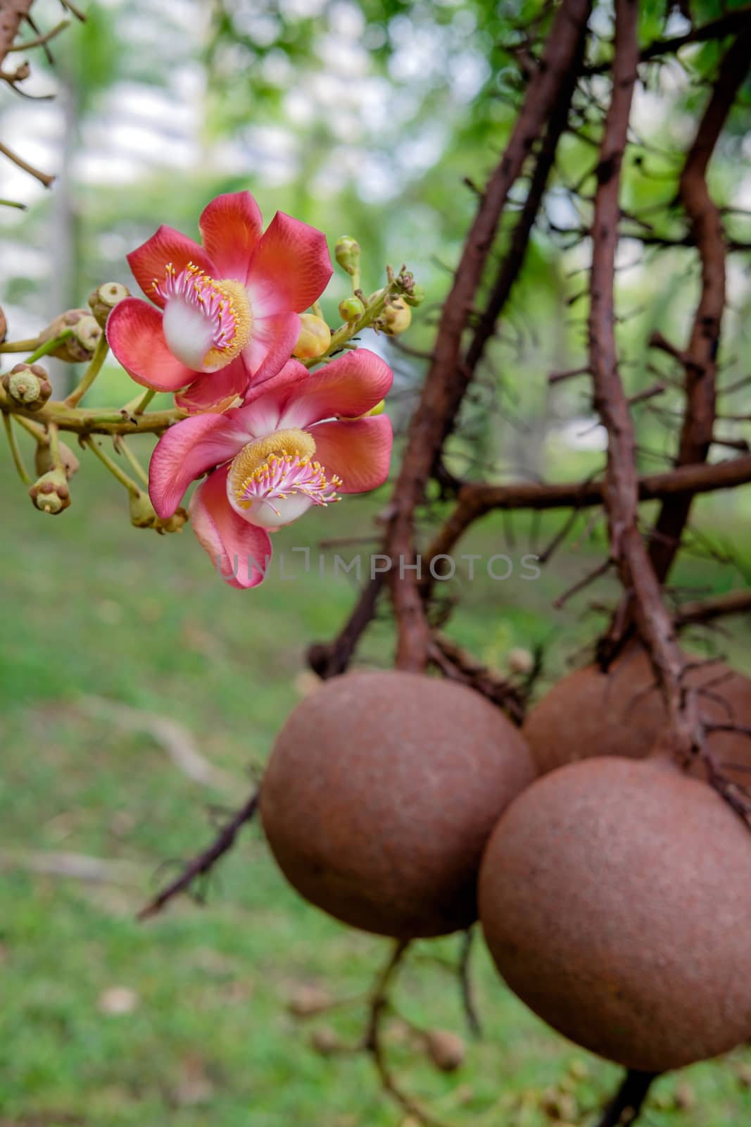 Couroupita guianensis - Cannonball tree flowers by rainfallsup