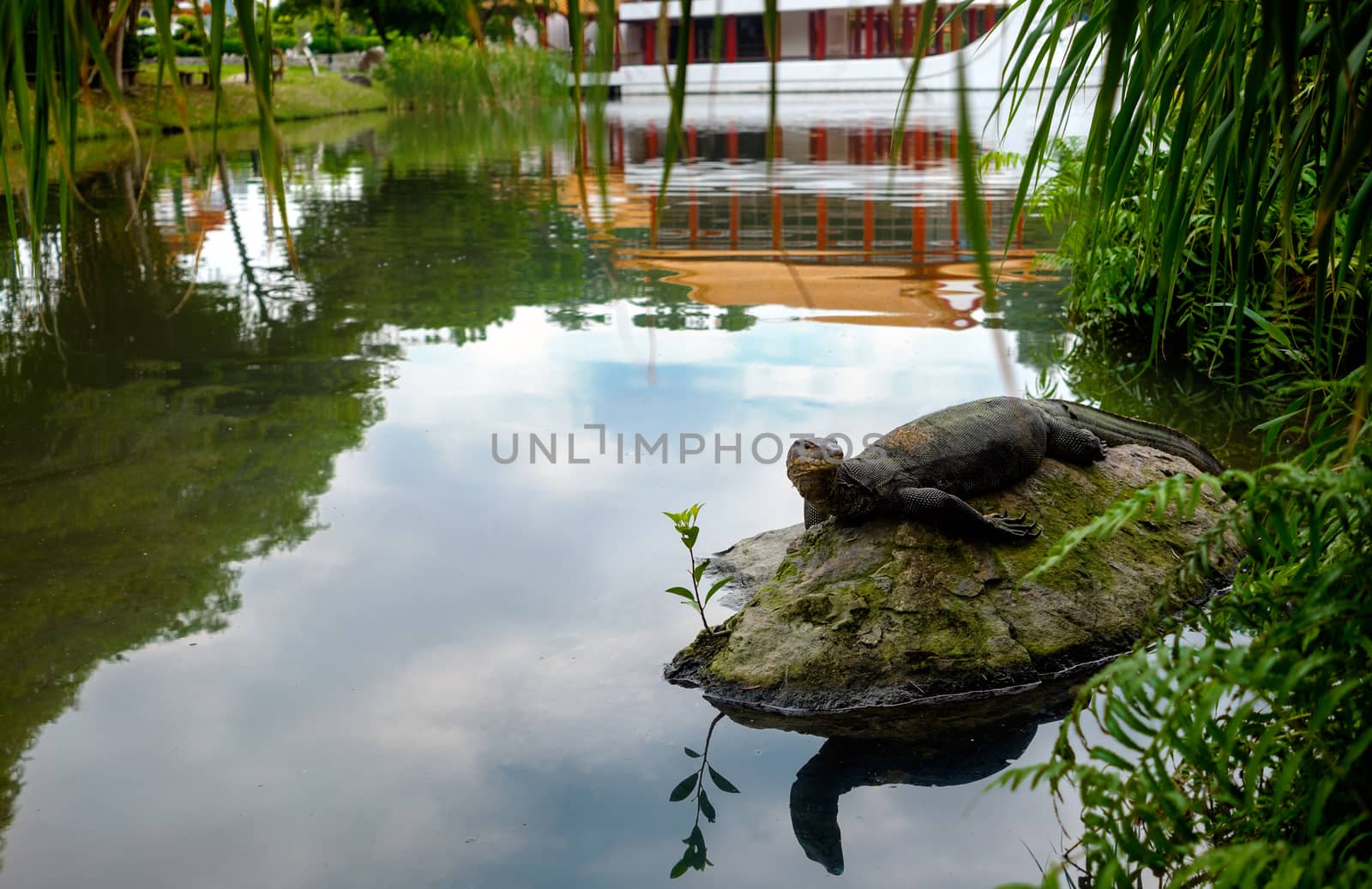 Water monitor lizard (varan) is restin on the stone in the pond in the chinese garden