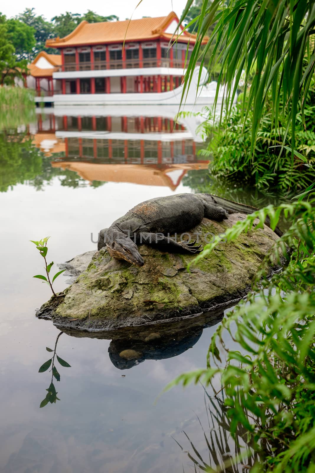 Water monitor lizard (varan) is restin on the stone in the pond in the chinese garden