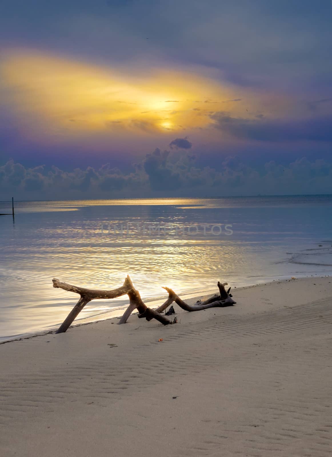 Snag on the beach near the sea at beautiful sunrise dusk.