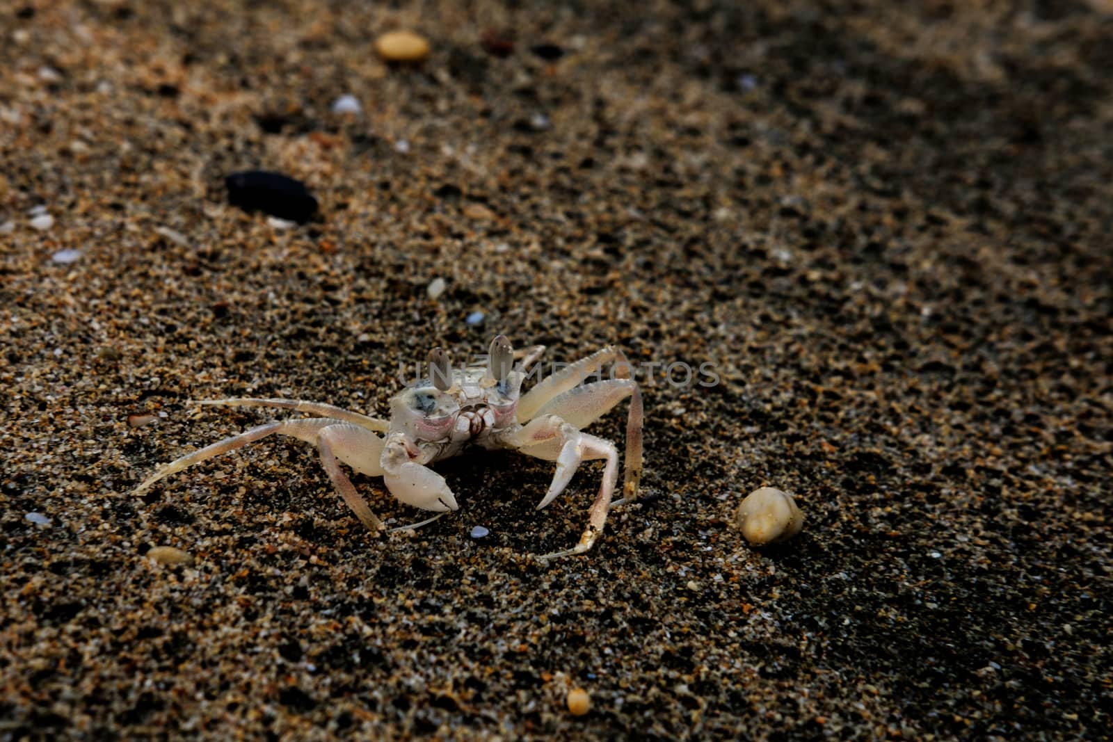 Ghost crab in the sand
