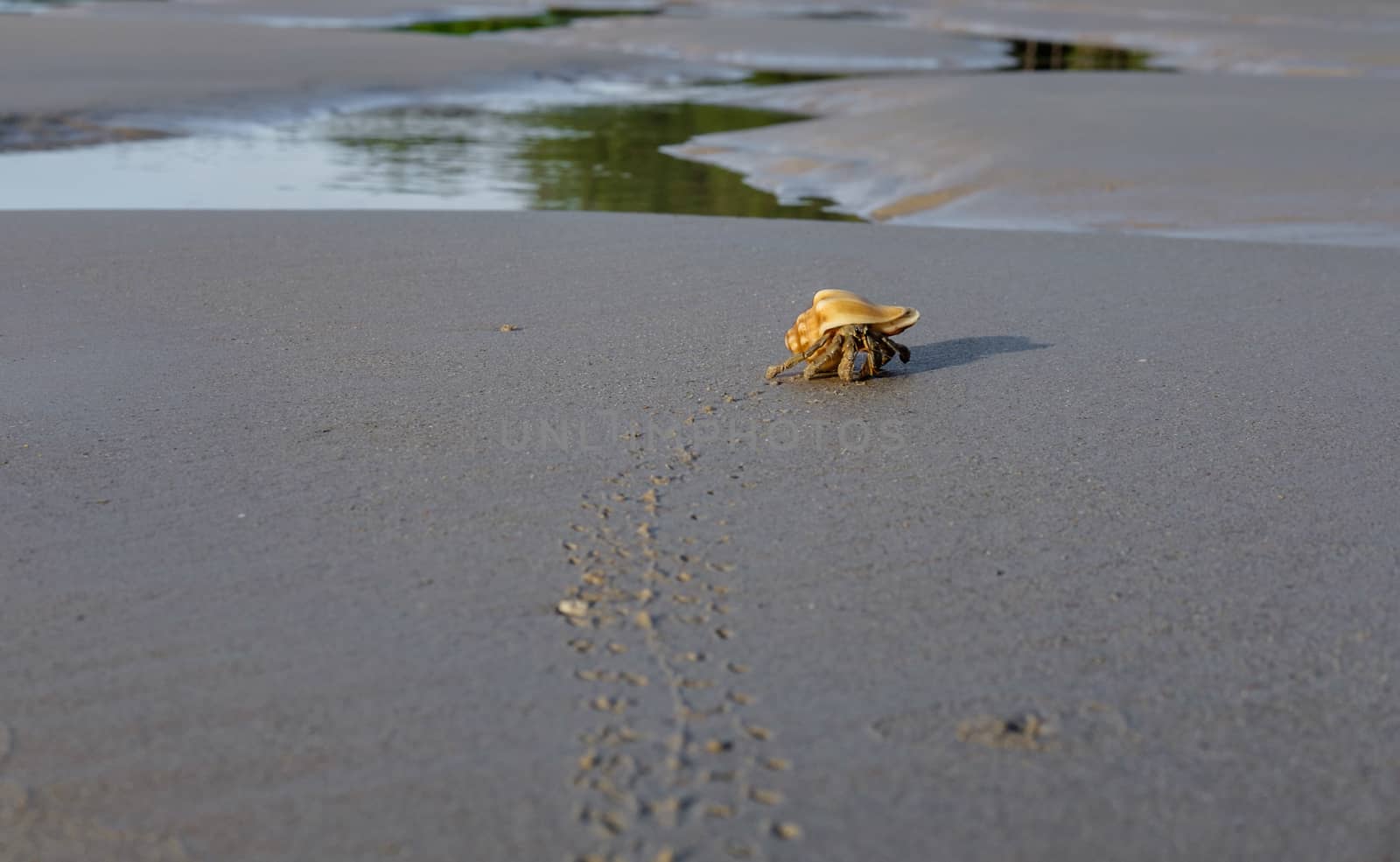Hermit crab leaves the footprints in the sandy beach near the sea