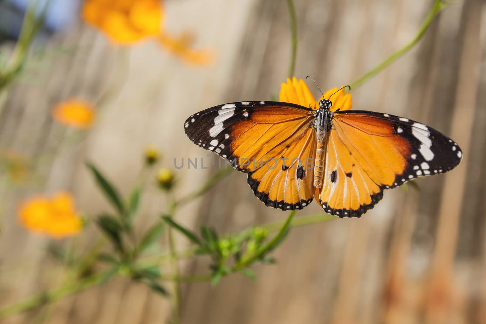 Common Tiger Butterfly (Danaus genutia) in Thailand