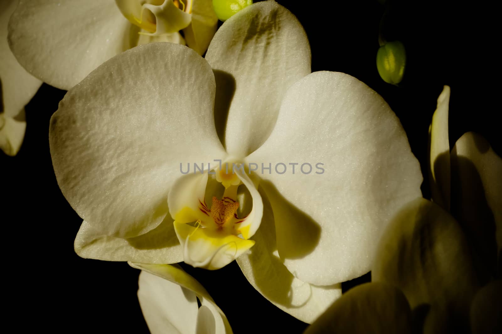 beautiful white Orchid flower flora macro photo by Oleczka11