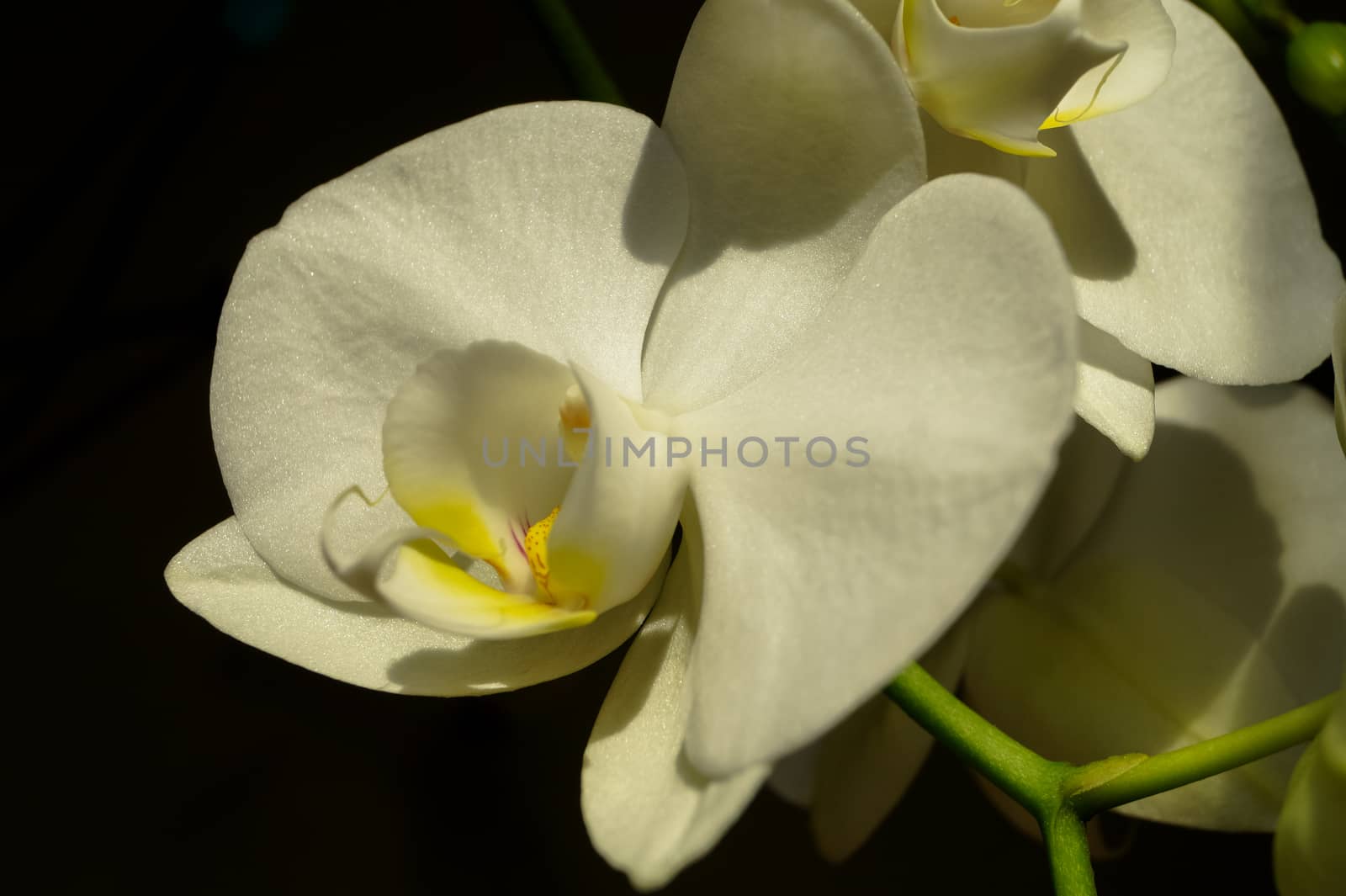 white Orchid flower macro photo by Oleczka11