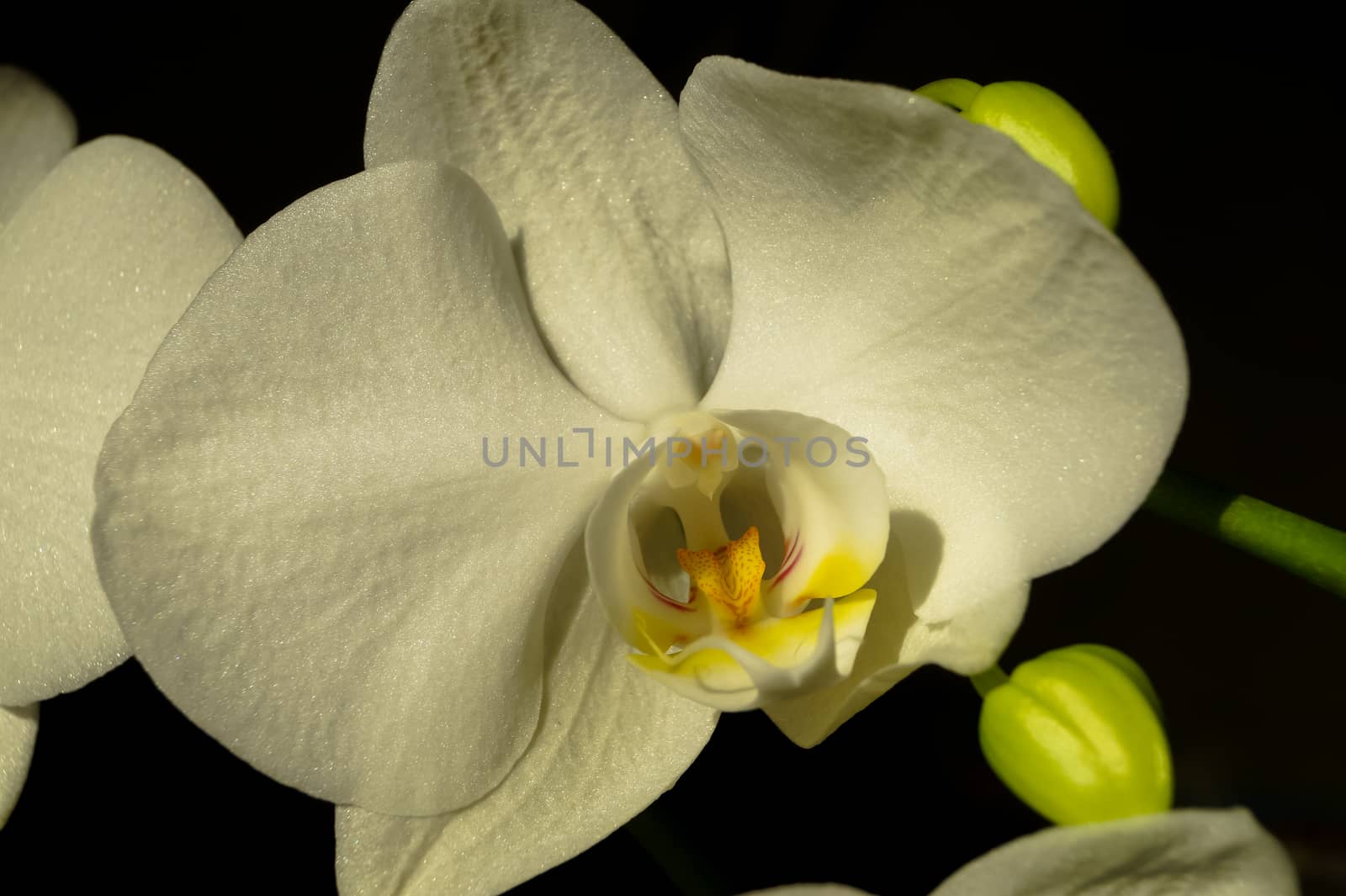beautiful white Orchid flower macro photo