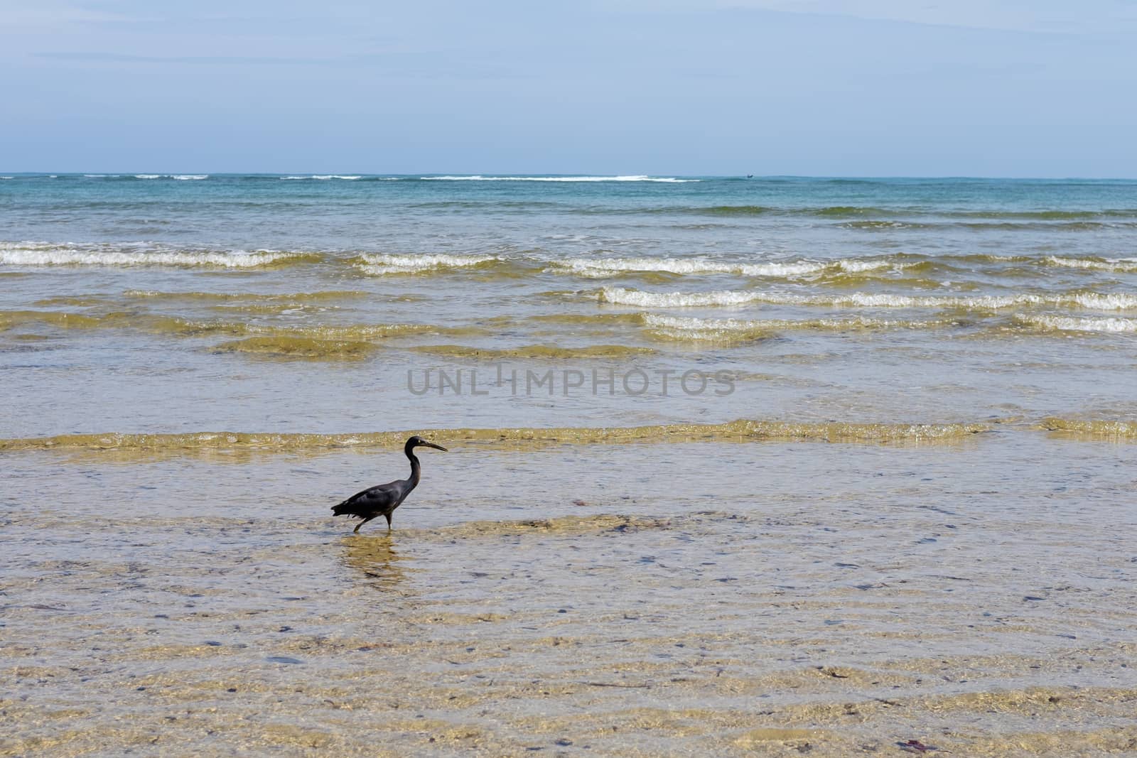 Black heron in the sea waves. Thailand. Phuket
