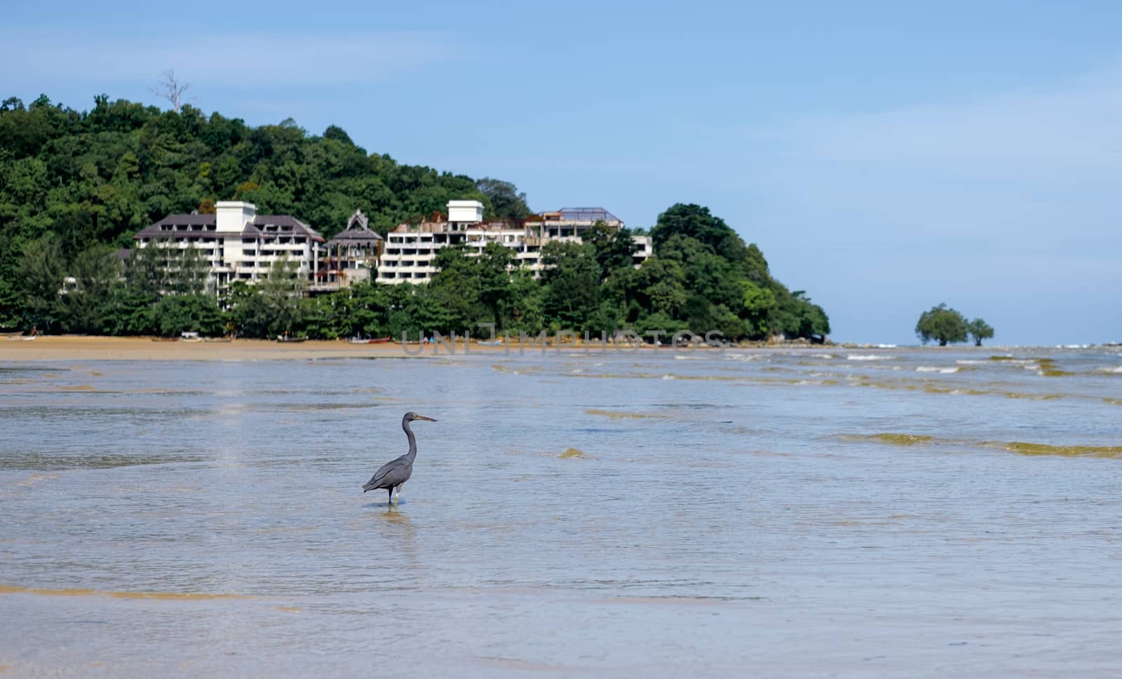 Black heron in the sea waves. Abandoned hotel in the background. Thailand. Phuket