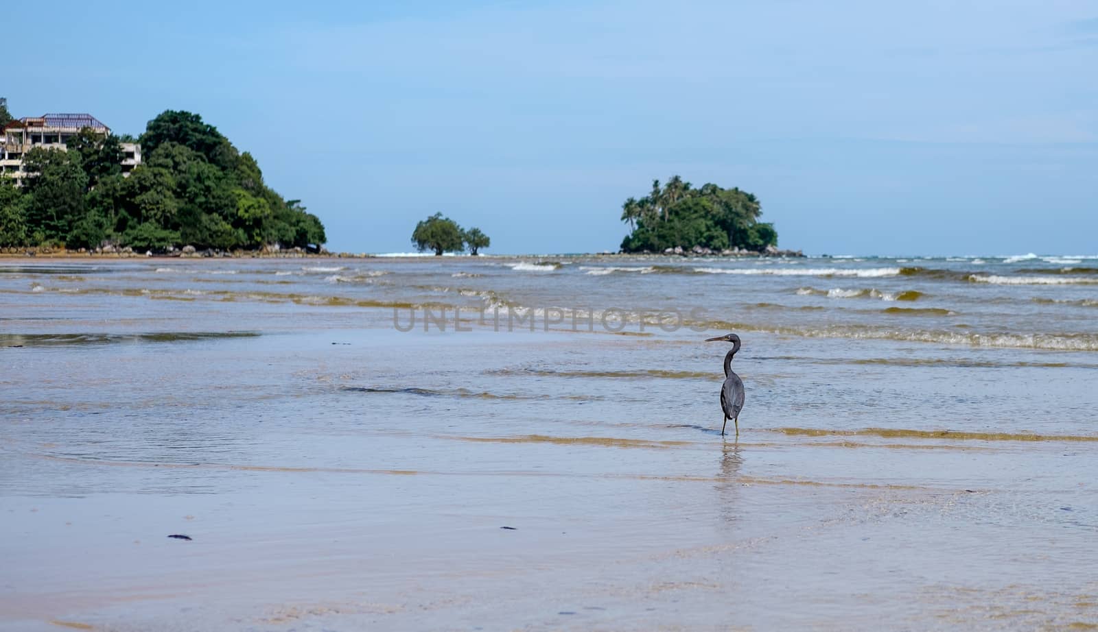 Black heron in the sea waves. nice small green islandl in the background. Thailand. Phuket