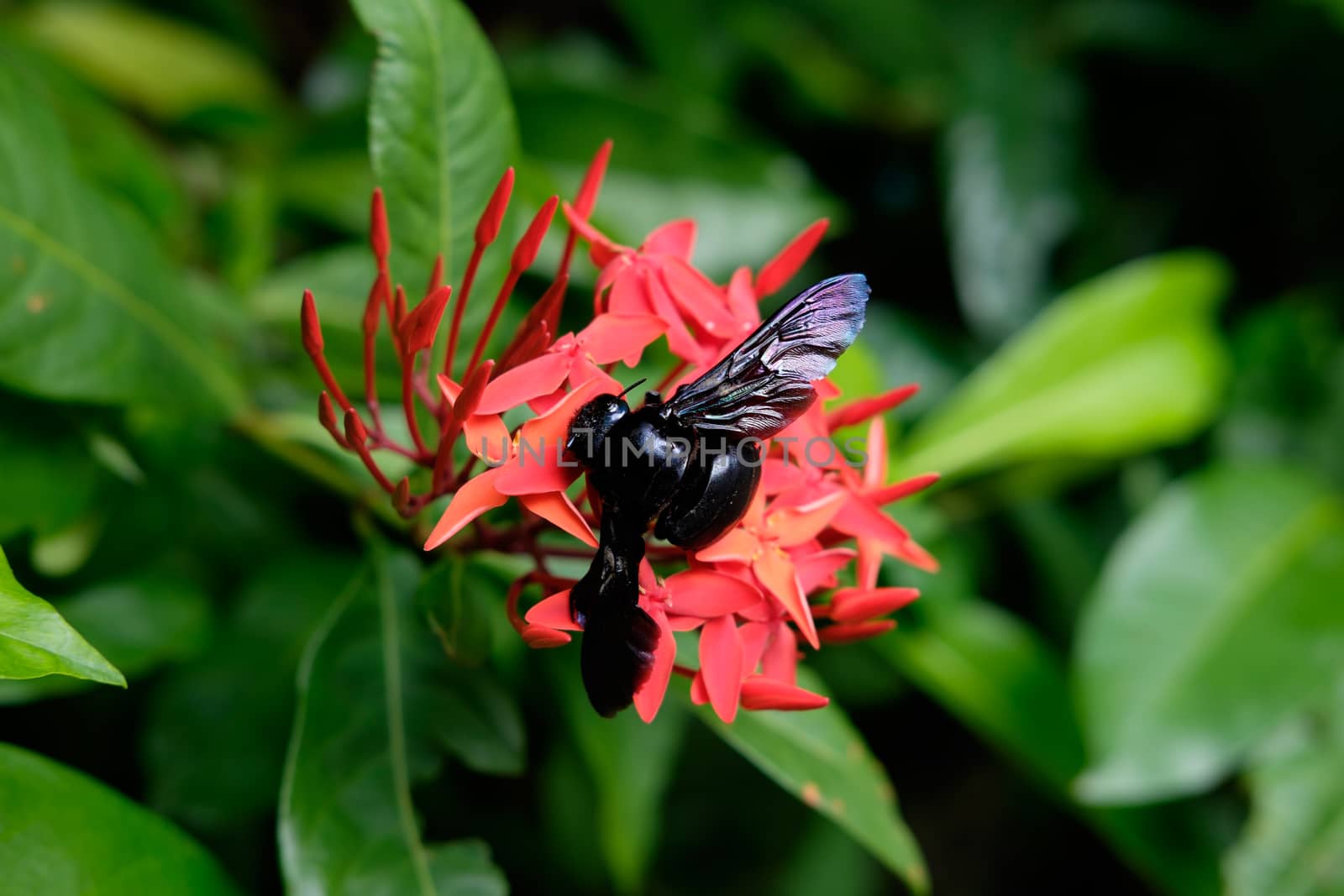 Black beetle with rainbow on wings seats on the nice red flower