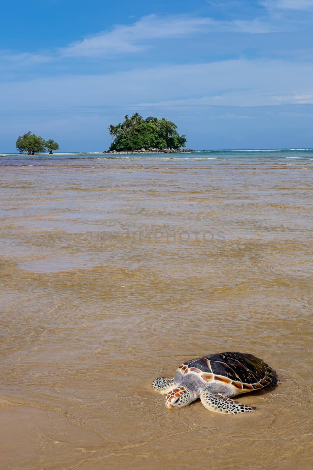 Sea tortoise on the beach near the sea with pretty small island with trees in the background